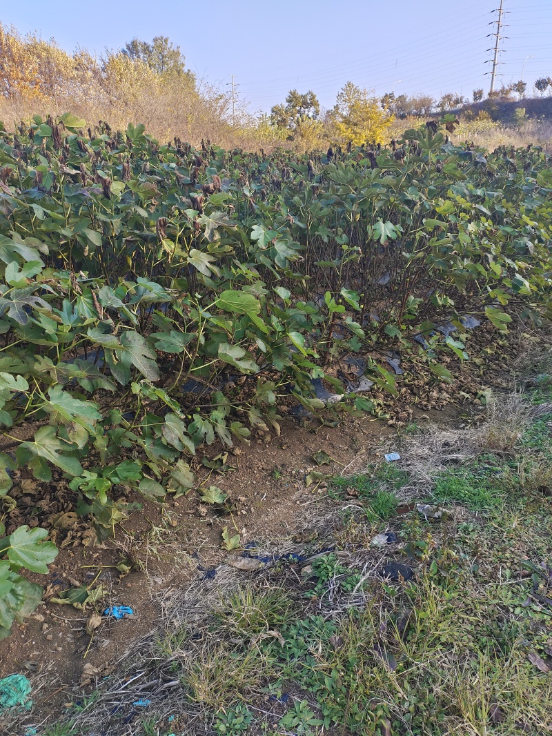 威海青皮无花果树苗