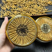 精品虫草，冬虫夏草，大量现货速发，保质保量，欢迎老板选购