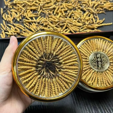 精品虫草，冬虫夏草，大量现货速发，保质保量，欢迎老板选购