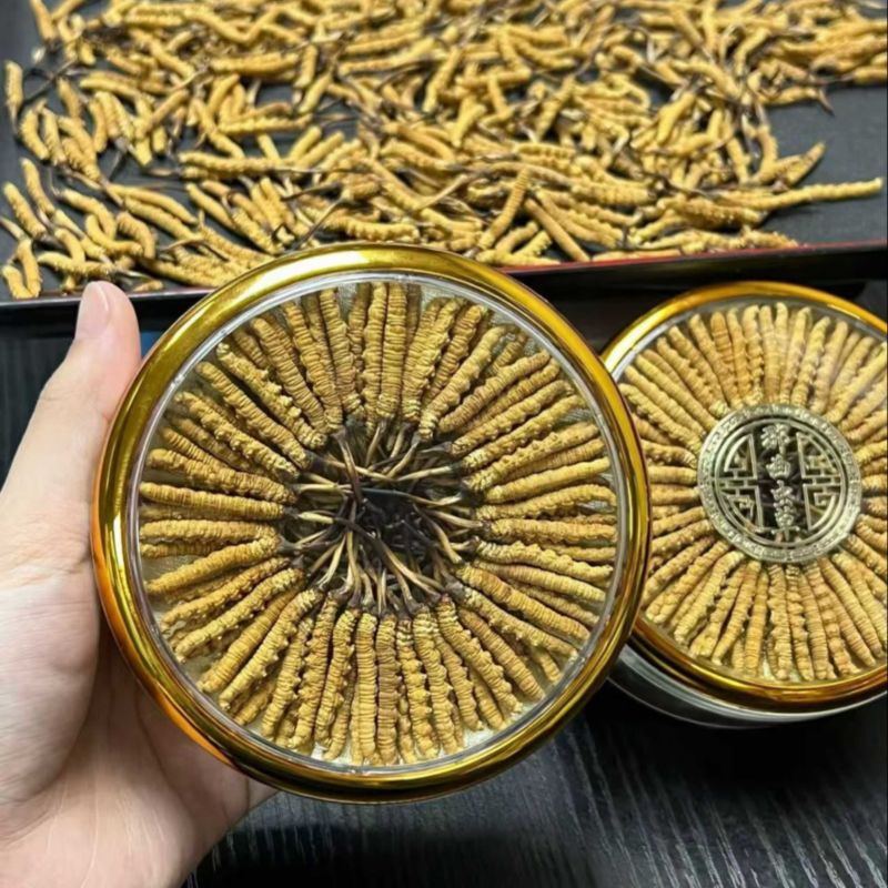 精品虫草，冬虫夏草，大量现货速发，保质保量，欢迎老板选购