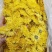 金丝皇菊新货无硫金丝菊花规格齐全中药材批发