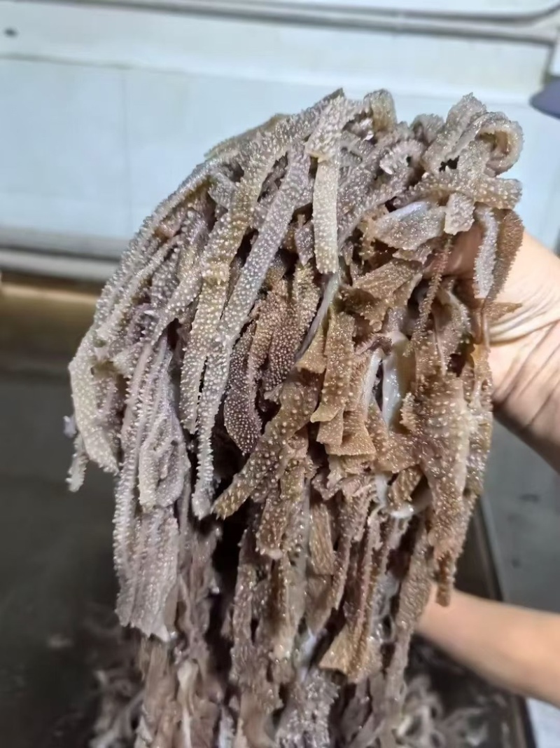 【工厂直销】成都黑千层厂家直发，可定制规格对接商超电商