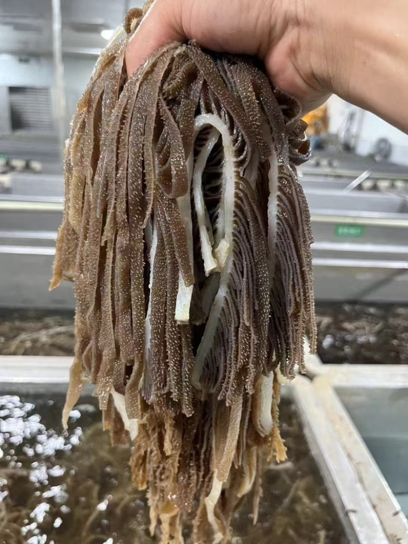 【工厂直销】成都黑千层厂家直发，可定制规格对接商超电商