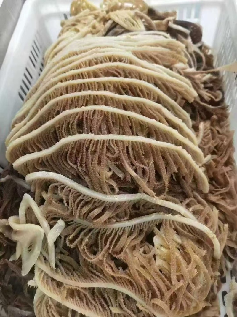 【工厂直销】成都黑千层厂家直发，可定制规格对接商超电商