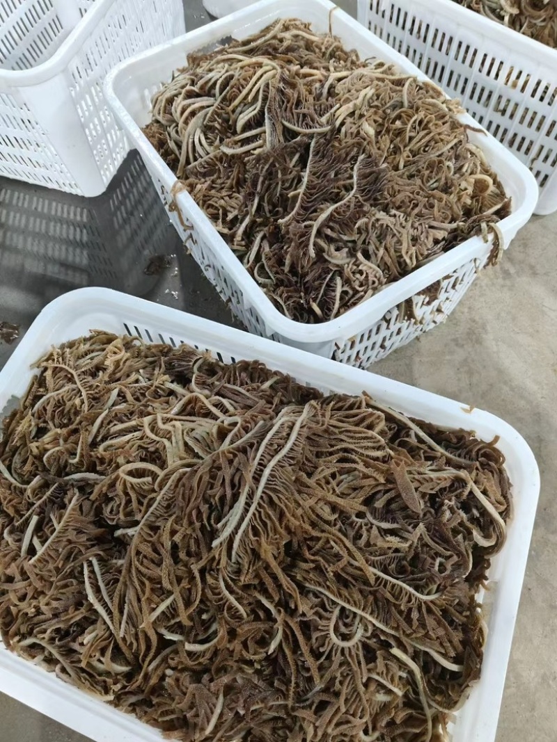 【工厂直销】成都黑千层厂家直发，可定制规格对接商超电商