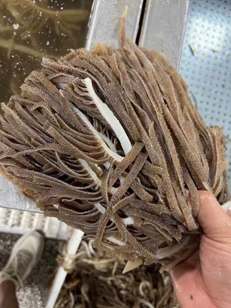 【工厂直销】成都黑千层厂家直发，可定制规格对接商超电商