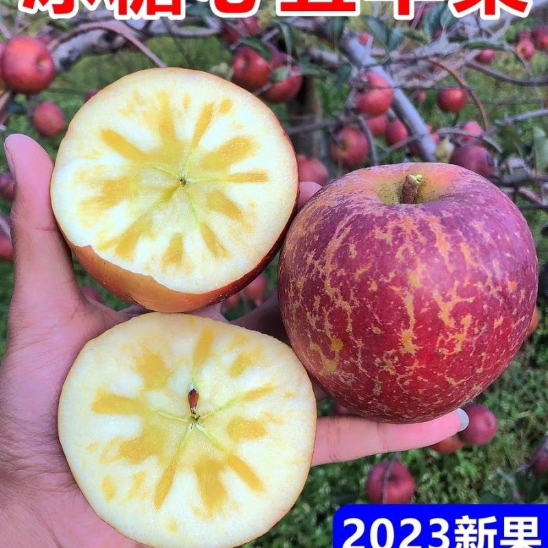 《冰糖心丑苹果》四川基地直发对接全国商超团购一条龙服务