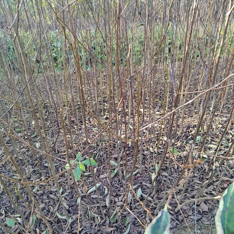 黑枣苗君迁子苗软枣苗无核黑枣苗