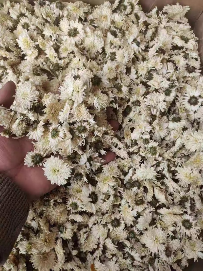 黄山贡菊白菊花干药材七月菊干净无杂质批发零售
