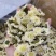 黄山贡菊白菊花干药材七月菊干净无杂质批发零售