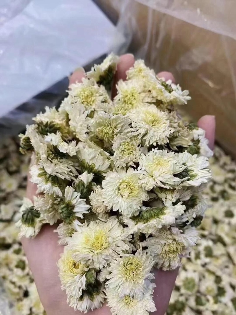 黄山贡菊白菊花干药材七月菊干净无杂质批发零售