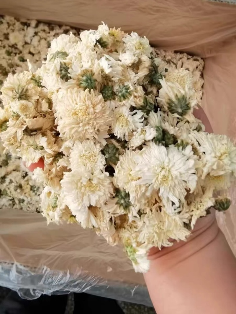 黄山贡菊白菊花干药材七月菊干净无杂质批发零售