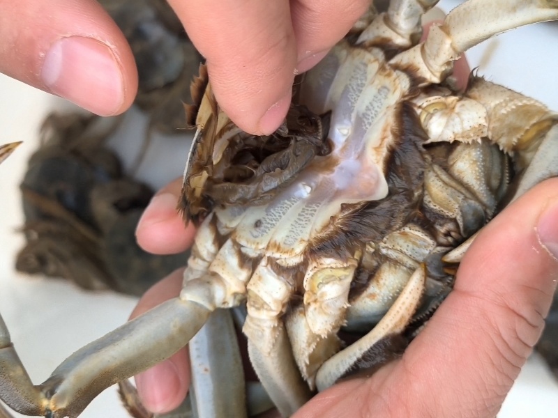洪泽湖精品大闸蟹母蟹产地直发保质保量欢迎随时联系