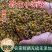 野菊花茶野生小菊花自然晾晒干净无杂质批发零售野菊花茶
