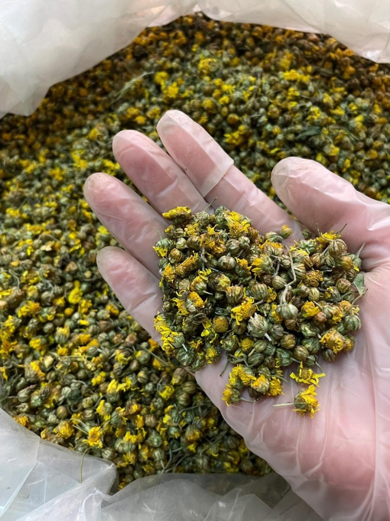 野菊花茶野生小菊花自然晾晒干净无杂质批发零售野菊花茶
