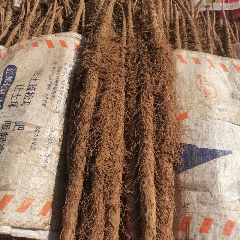 河北旱沟铁棍山药大量供应，圆滚直，质量好长度够，需要联系