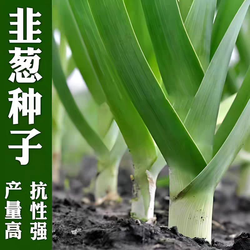 韭葱种子蒜苗种子海蒜种子小根蒜抗寒高产
