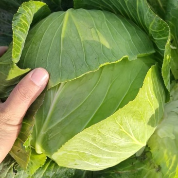 甘蓝扁包菜现坎现发一手货源产地直供欢迎咨询