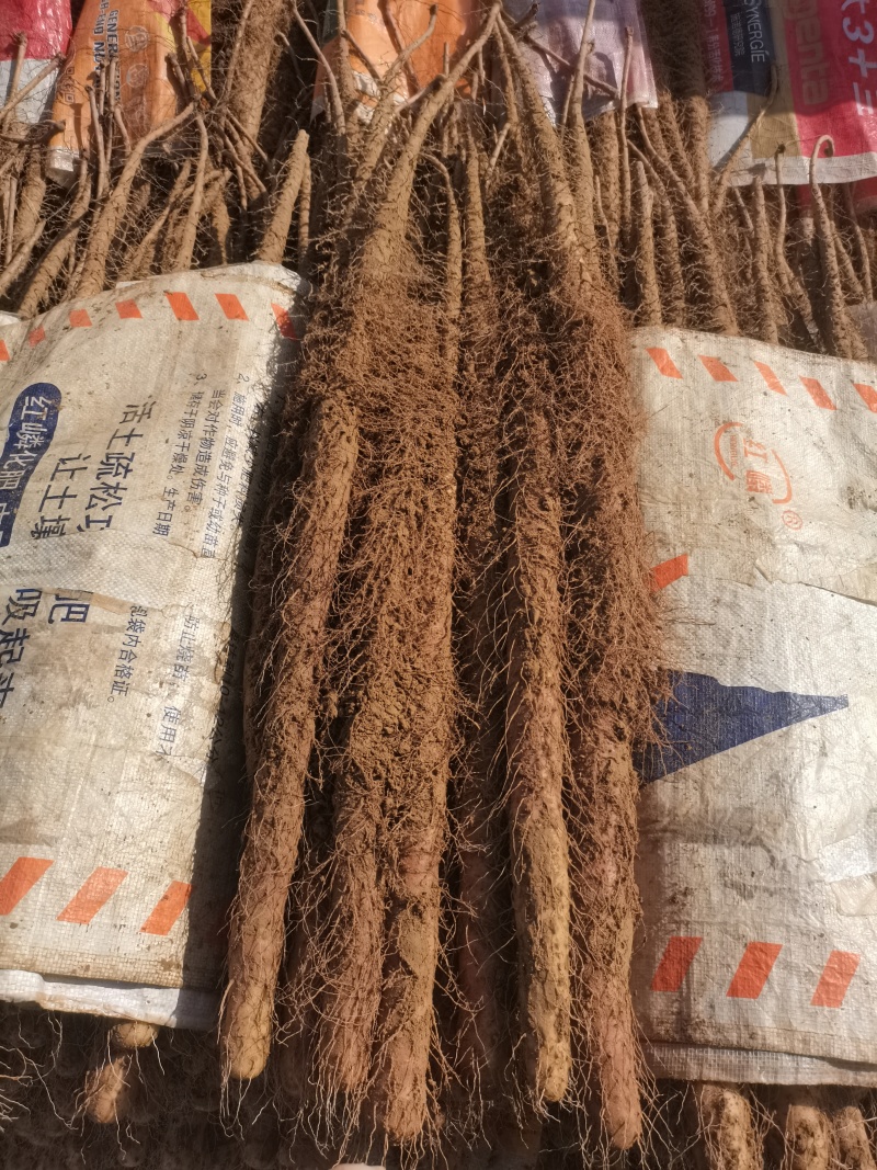 河北旱沟铁棍山药大量供应，圆滚直，质量好长度够，需要联系