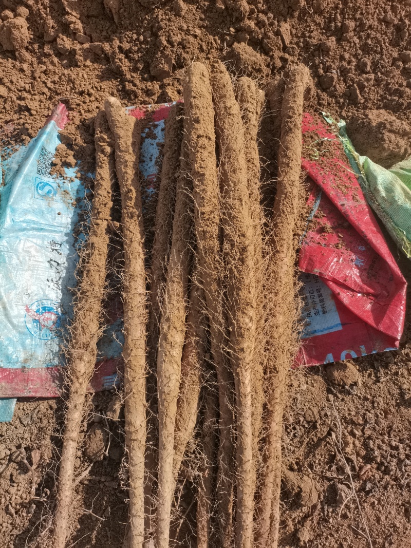 河北旱沟铁棍山药大量供应，圆滚直，质量好长度够，需要联系