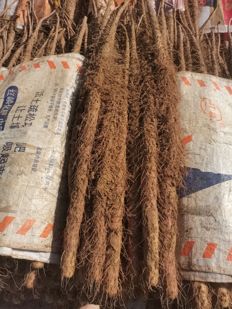 河北旱沟铁棍山药大量供应，圆滚直，质量好长度够，需要联系