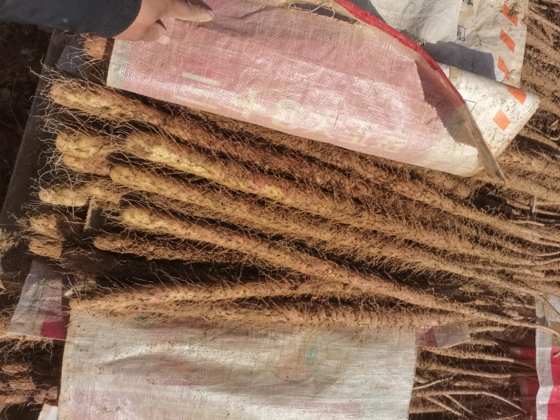 河北旱沟铁棍山药大量供应，圆滚直，质量好长度够，需要联系