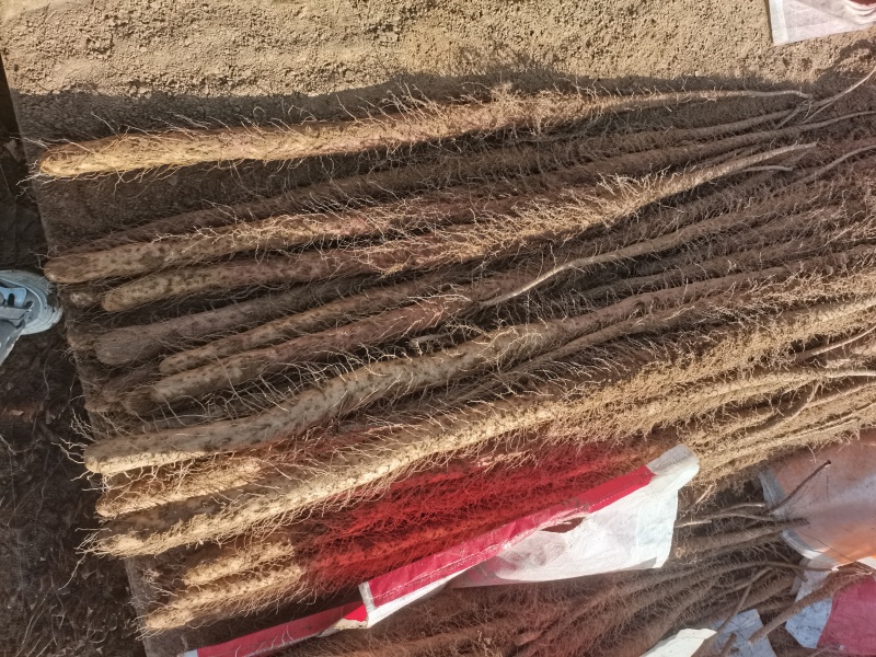 河北旱沟铁棍山药大量供应，圆滚直，质量好长度够，需要联系