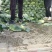 甘蓝扁包菜现坎现发一手货源产地直供欢迎咨询