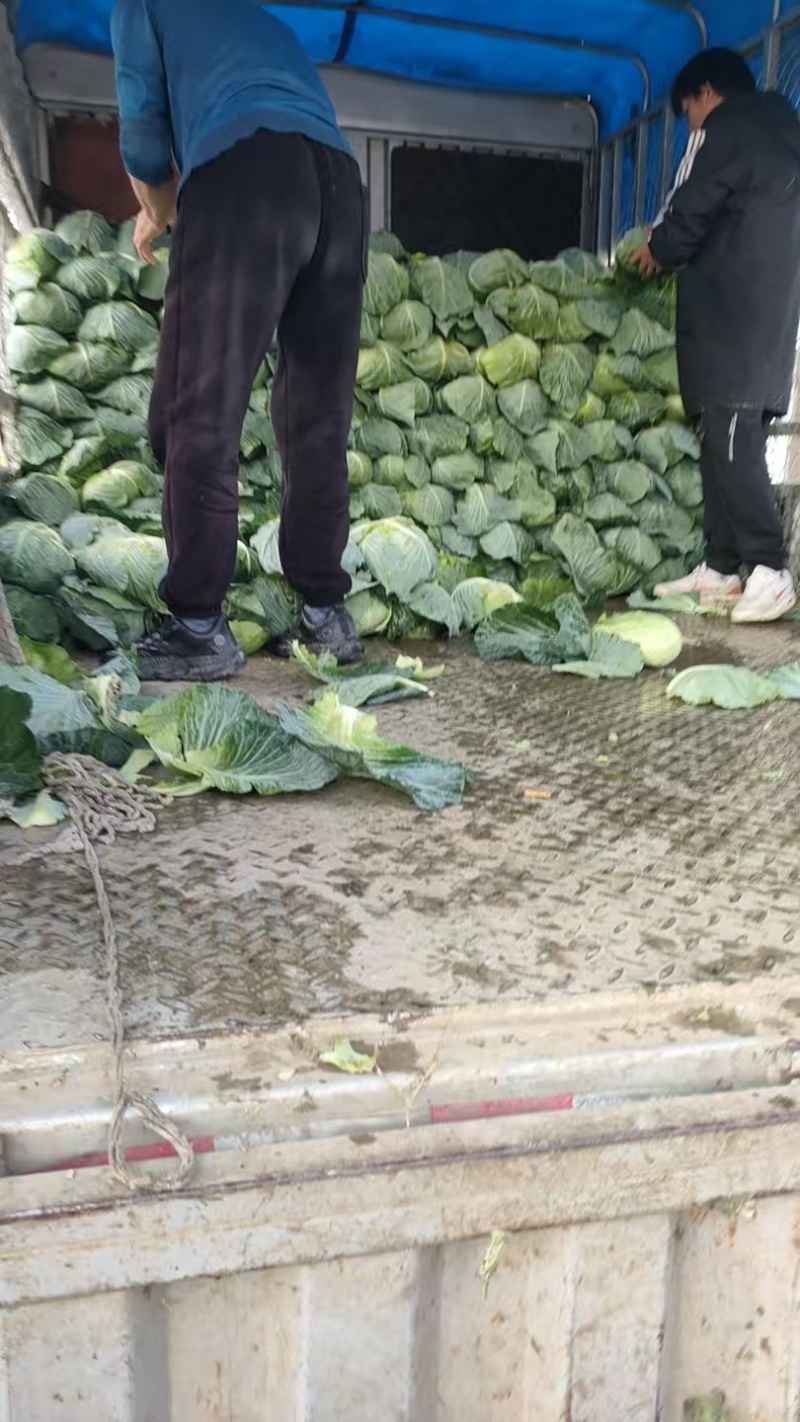 甘蓝扁包菜现坎现发一手货源产地直供欢迎咨询
