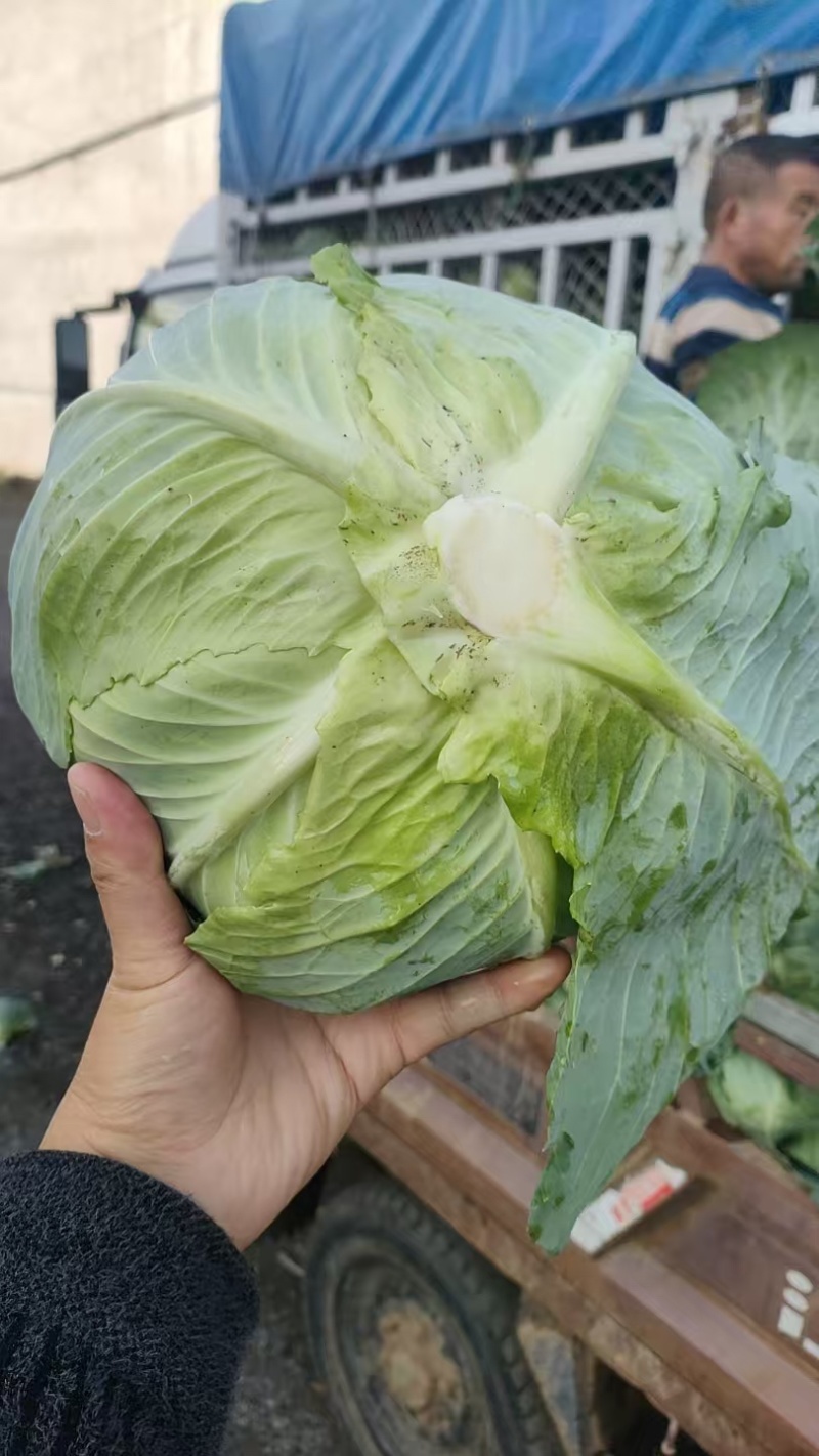 甘蓝扁包菜现坎现发一手货源产地直供欢迎咨询