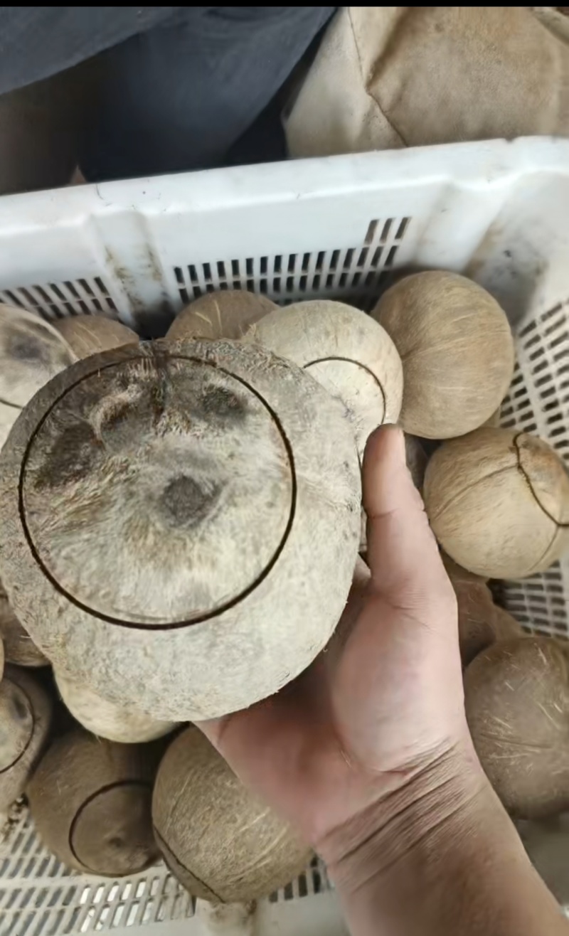 椰子