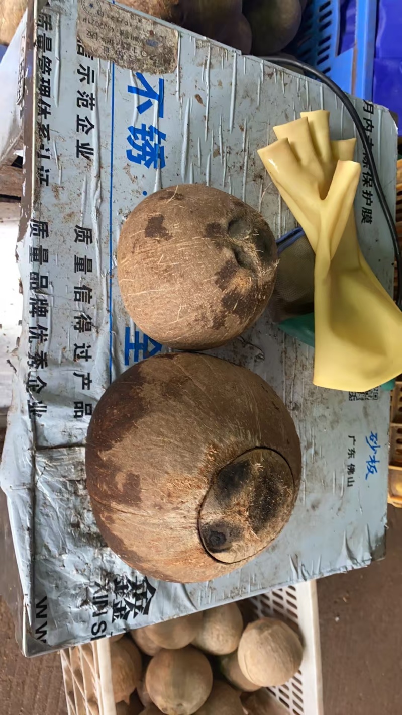 椰子