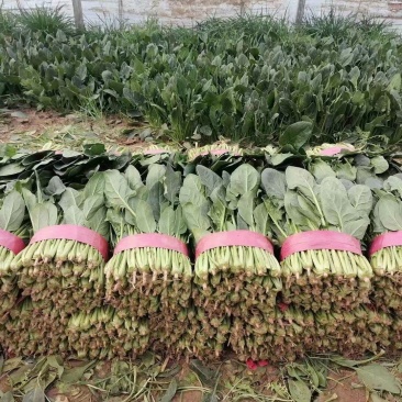 精品大叶菠菜基地直发对接全国诚信经营欢迎咨询