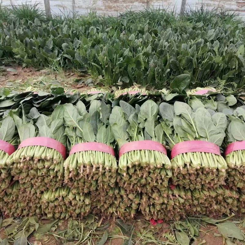精品大叶菠菜基地直发对接全国诚信经营欢迎咨询