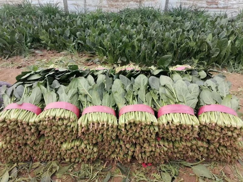 精品大叶菠菜基地直发对接全国诚信经营欢迎咨询