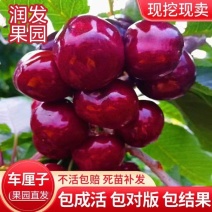 果园直发车厘子大樱桃苗美早俄罗斯8号火箭弗里斯科