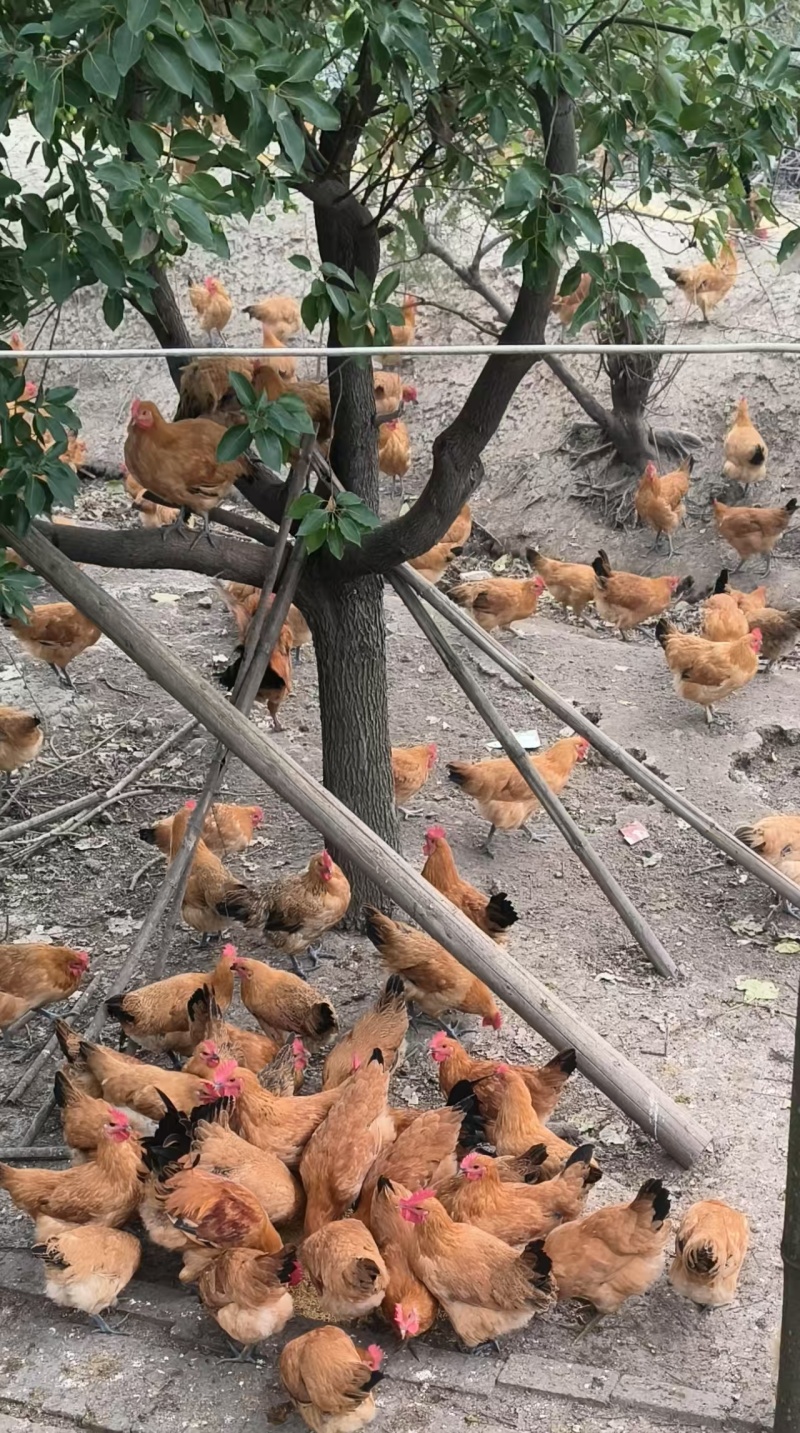 改良淮南草走地鸡