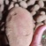 甘肃青薯九号，产地直发，价格合理，品种齐全，欢迎您来选购