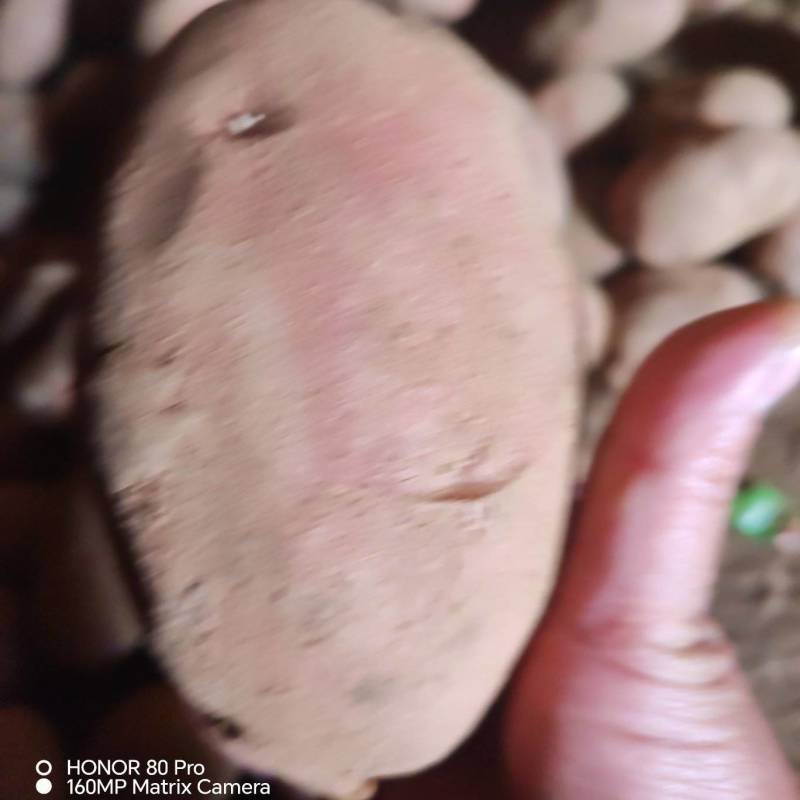 甘肃青薯九号，产地直发，价格合理，品种齐全，欢迎您来选购
