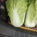 大白菜