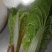 大白菜