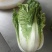 大白菜