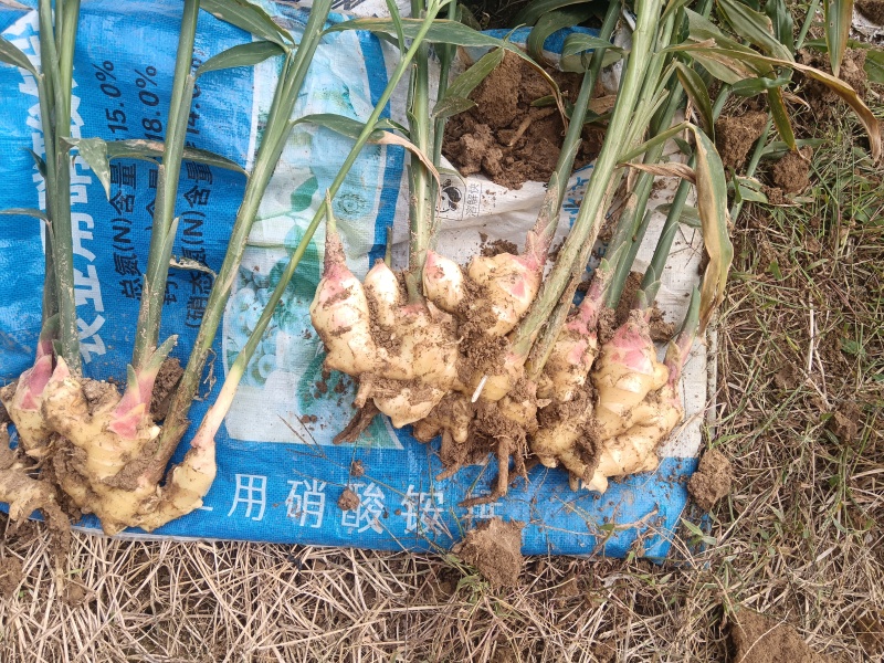 山东生姜，大黄姜，小黄姜，产地一手货源，欢迎实地考察