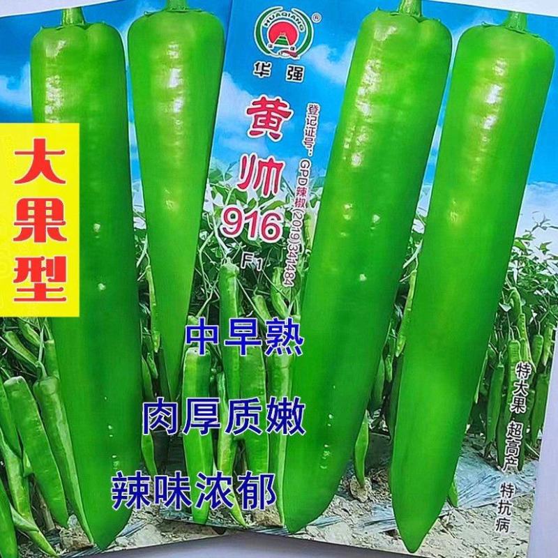 华强黄帅916辣椒种子高产辣味浓耐热果形顺黄绿皮大果羊角