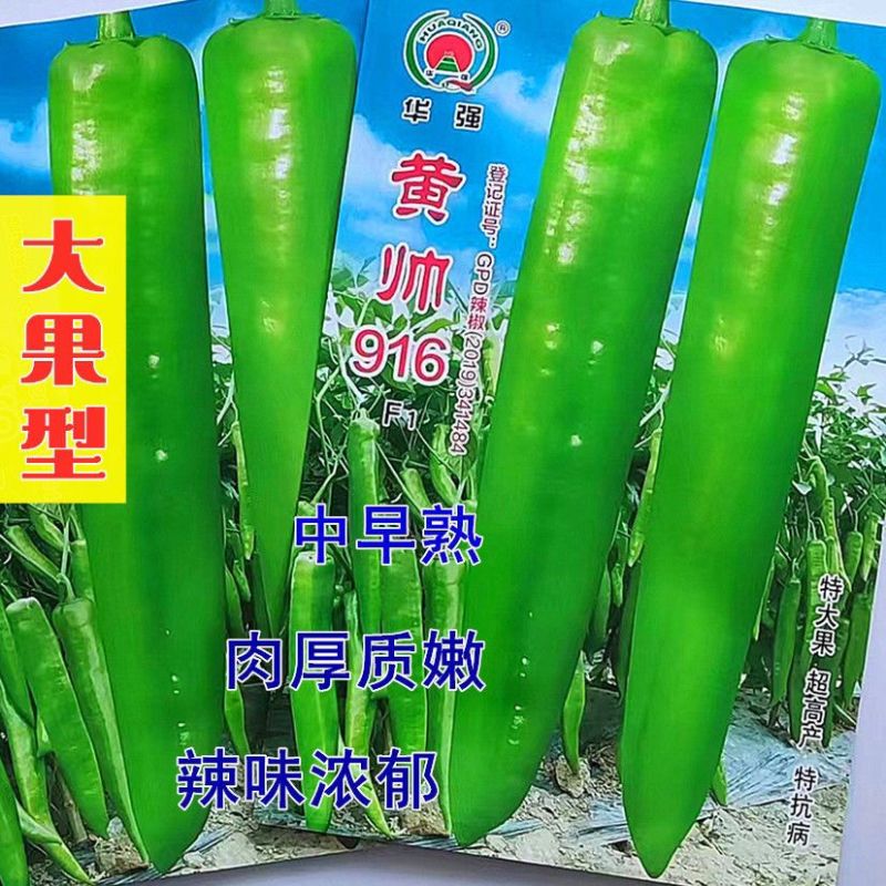 华强黄帅916辣椒种子高产辣味浓耐热果形顺黄绿皮大果羊角