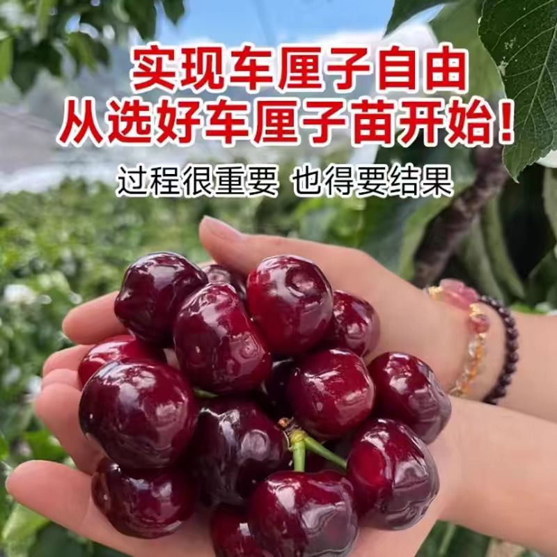 果园直发大樱桃苗黑珍珠特早熟**泰奥加品种纯正