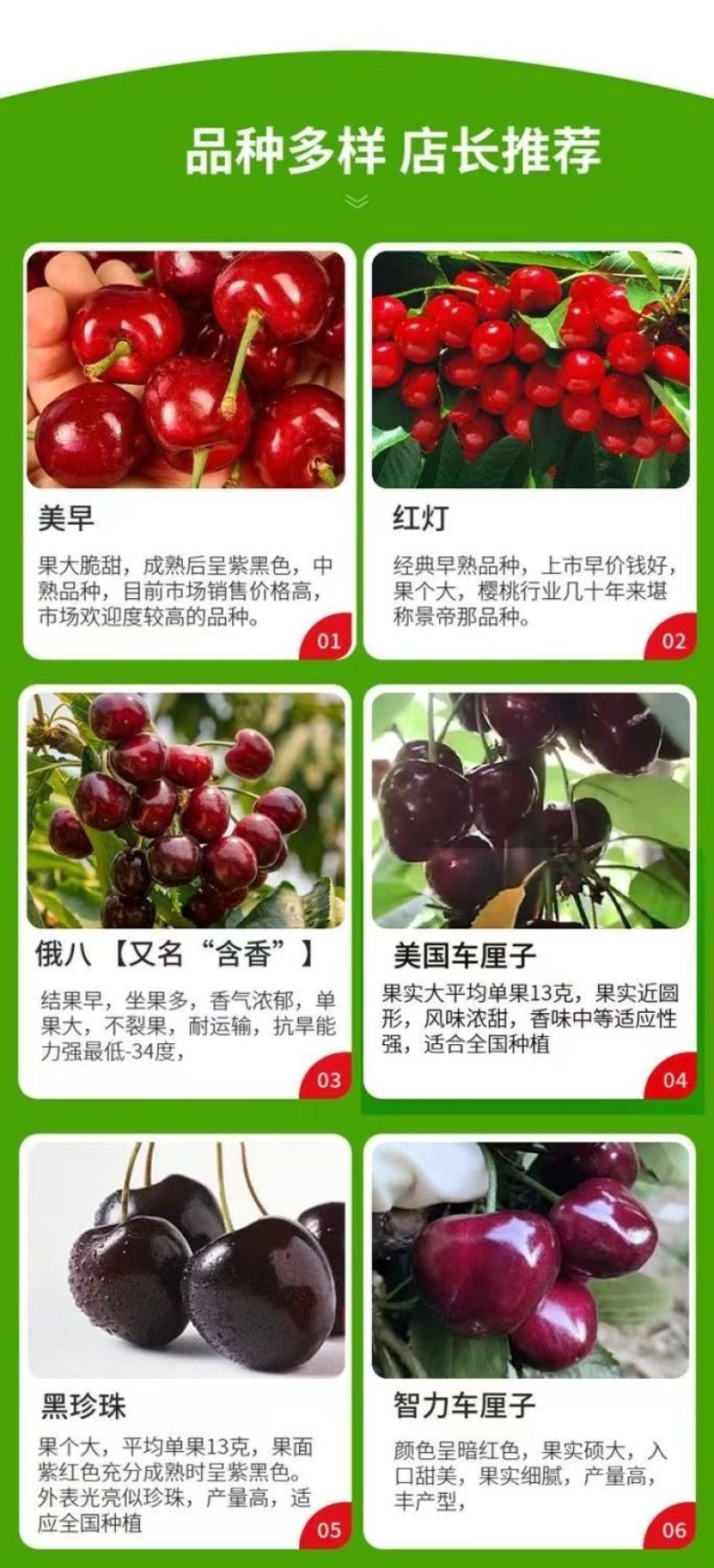 果园直发大樱桃苗黑珍珠特早熟**泰奥加品种纯正