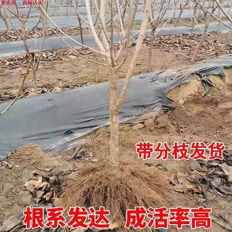 果园直发大樱桃苗黑珍珠特早熟**泰奥加品种纯正