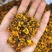 昆仑雪菊新疆雪菊无硫烘干新花干净批发零售