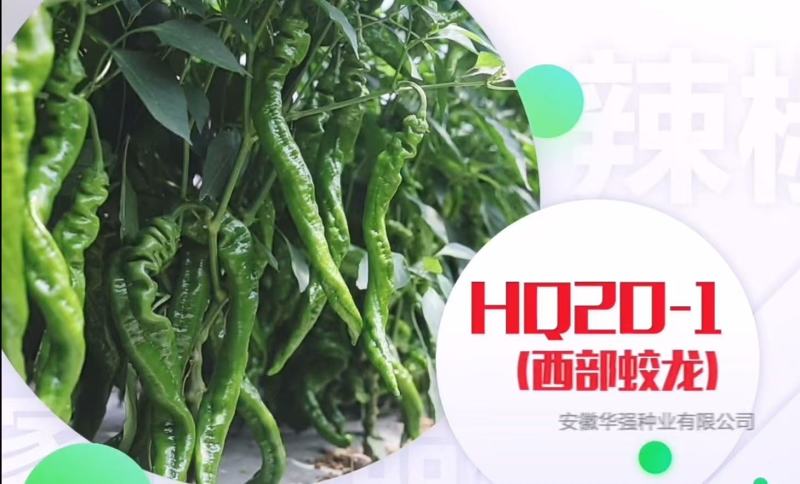西部蛟龙螺丝椒种子中早熟长羊角形果色翠绿果型旋美皮薄质脆